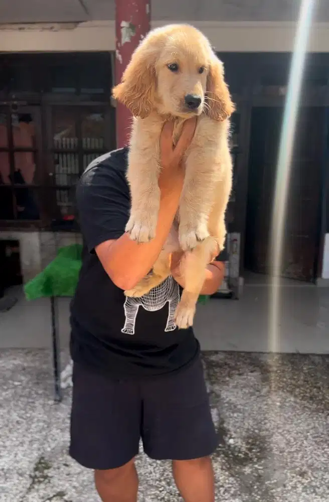 Jual anjing asli golden retriever (bigbone)