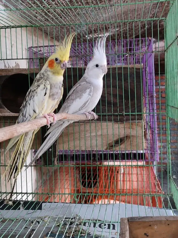 Jodohan janda x dudo
