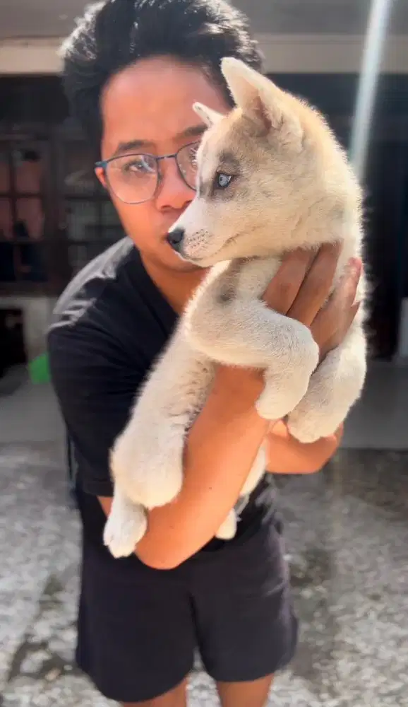 Jual anjing asli husky (flip flop)