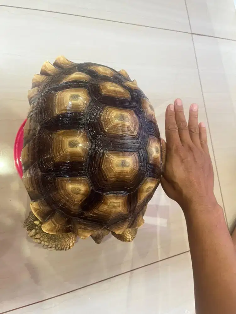 Kura-kura sulcata