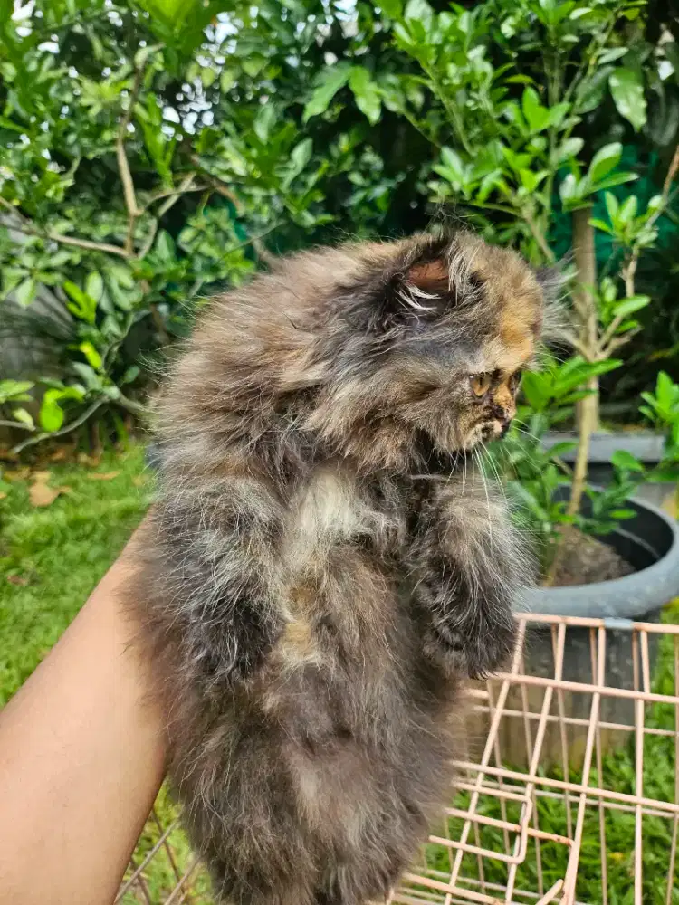 Open adopt kucing peaknose longhair