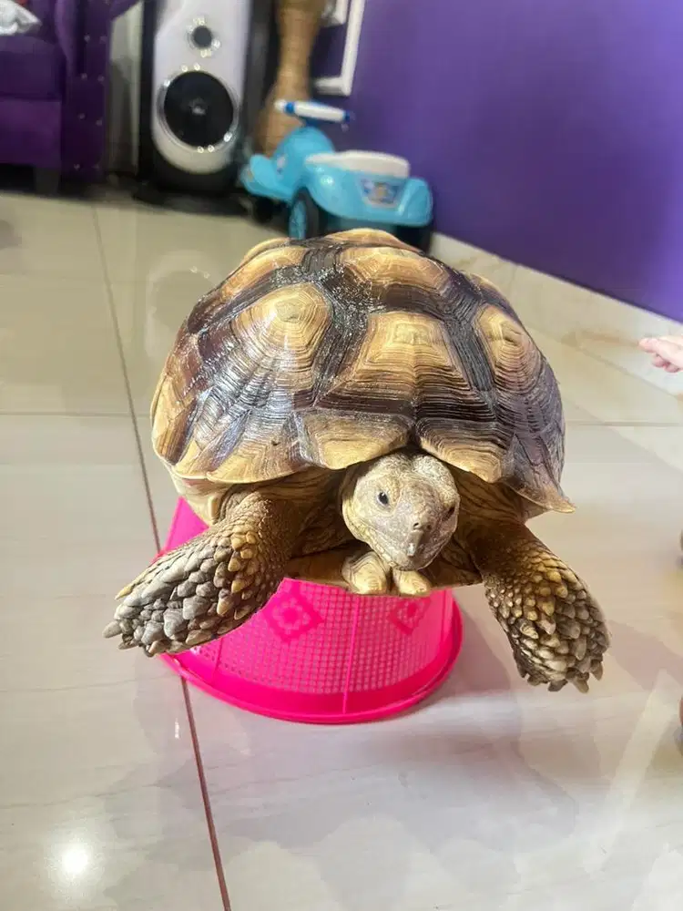 Kura-kura sulcata
