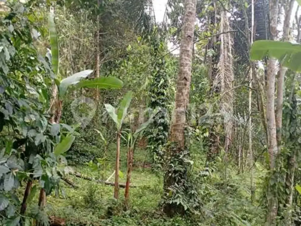 Tanah Asri Lokasi Strategis di Gianyar Bali
