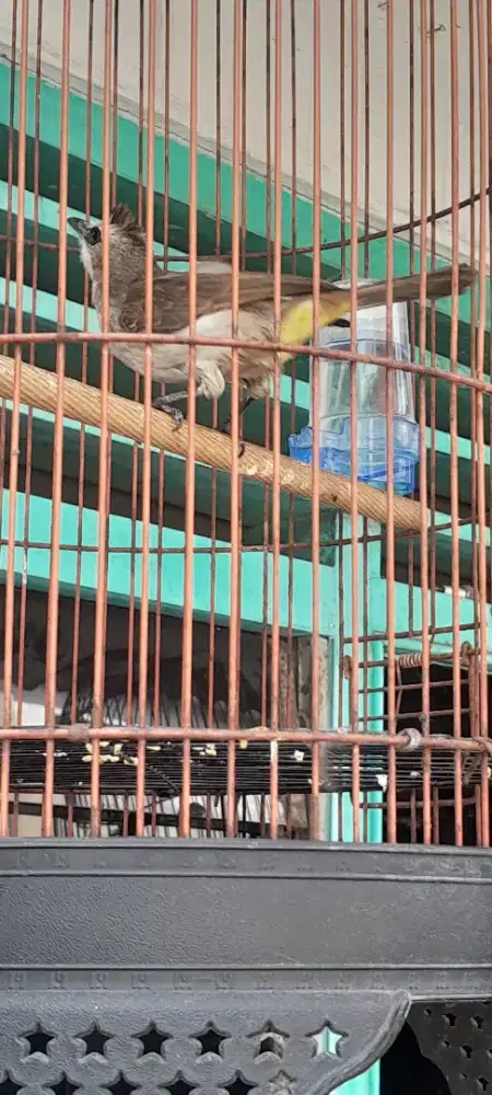 Burung trucuk mulus jantan big