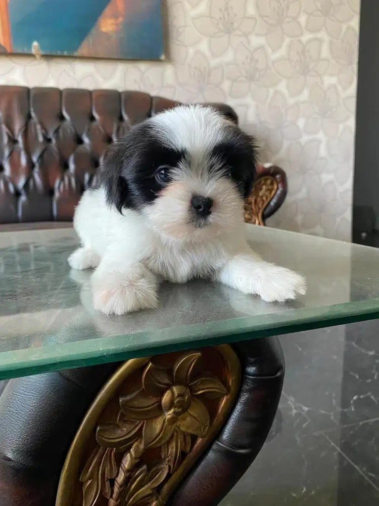 anak anjing shihtzu mix yorkie