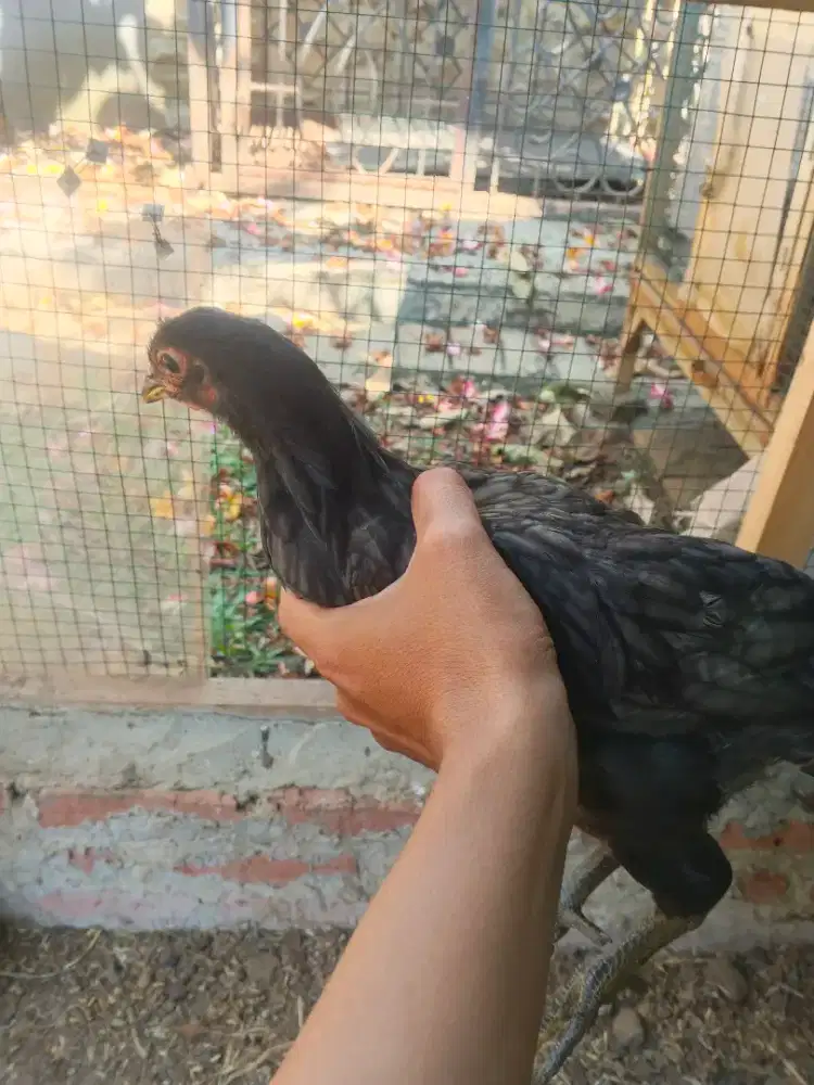 Ayam Kub Umur 3 Bulan, 1 Ekor