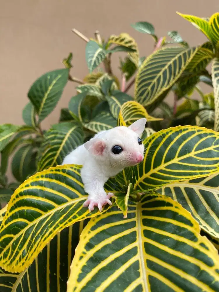 Sugarglider leucistic