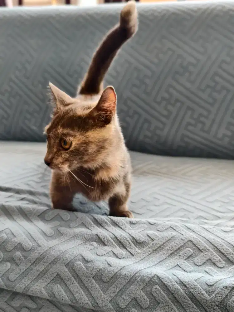 Munchkin BSH BETINA 2 EKOR Borongan