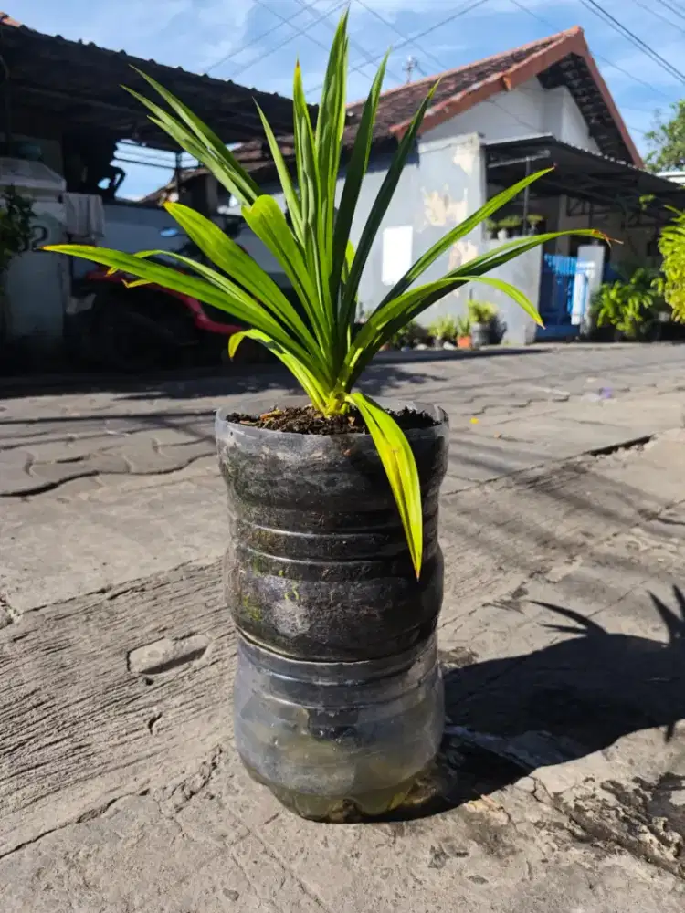 Tanaman Pandan Wangi Hidroponik
