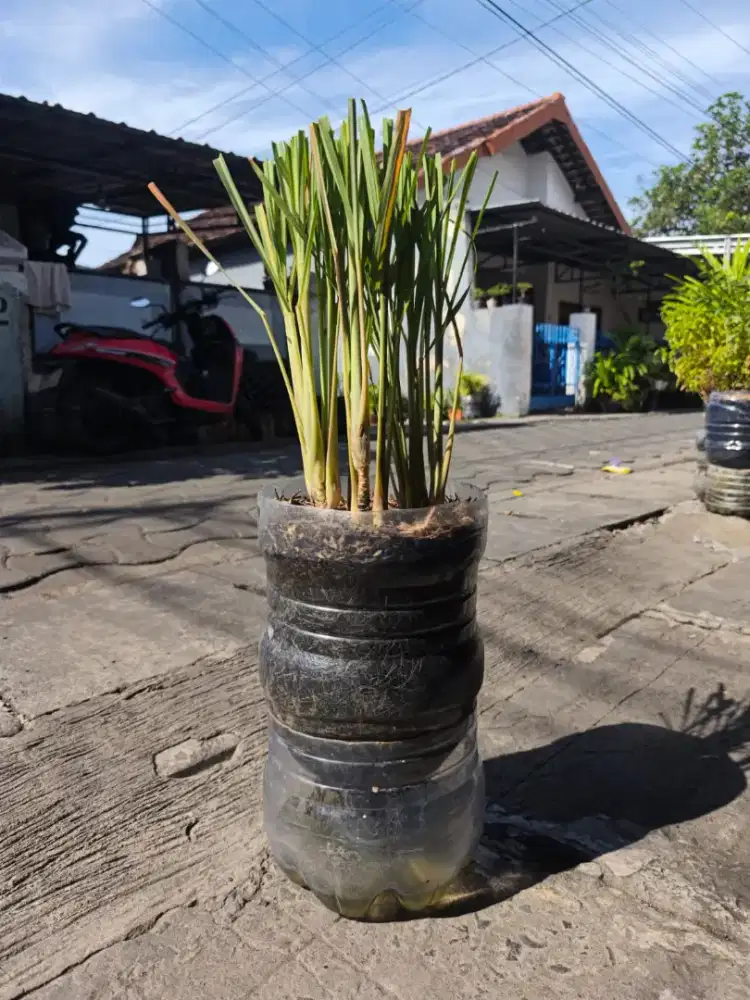Tanaman Serai Hidroponik