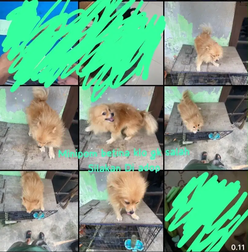 Minipom priaharaan sendiri