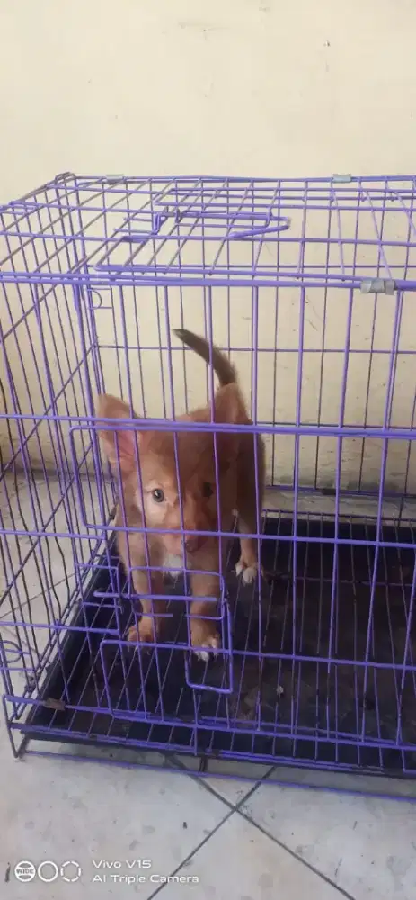 Anak Anjing Golden Mix Jantan
