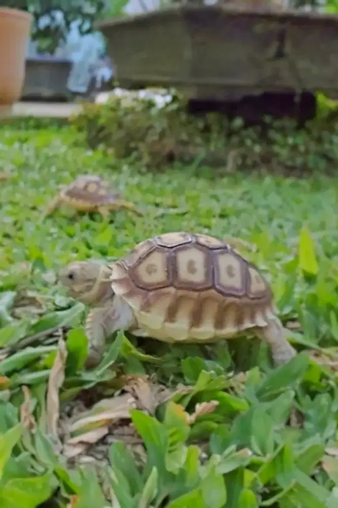 Kura kura darat Sulcata 6 - 7 cm Pilihan Berkualitas di Bekasi Timur