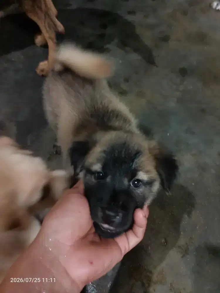 Jual anak anjing mix rotwiler dan mix golden