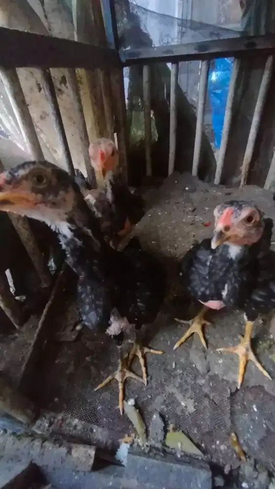 3 ekor ayam Siam usia 1 bulan Rp. 180rb