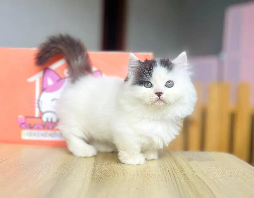Kucing kitten munchkin