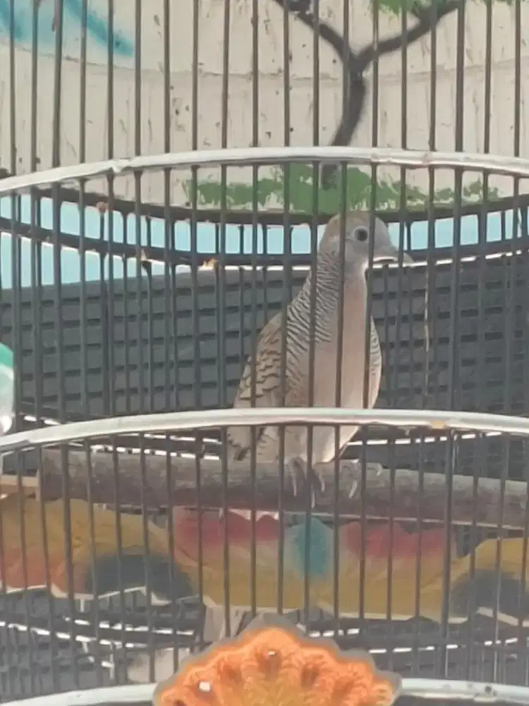 Dijual burung perkutut lokal Gajor