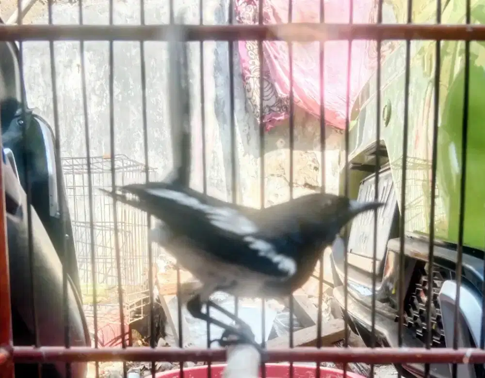 Kacer kalimantan
