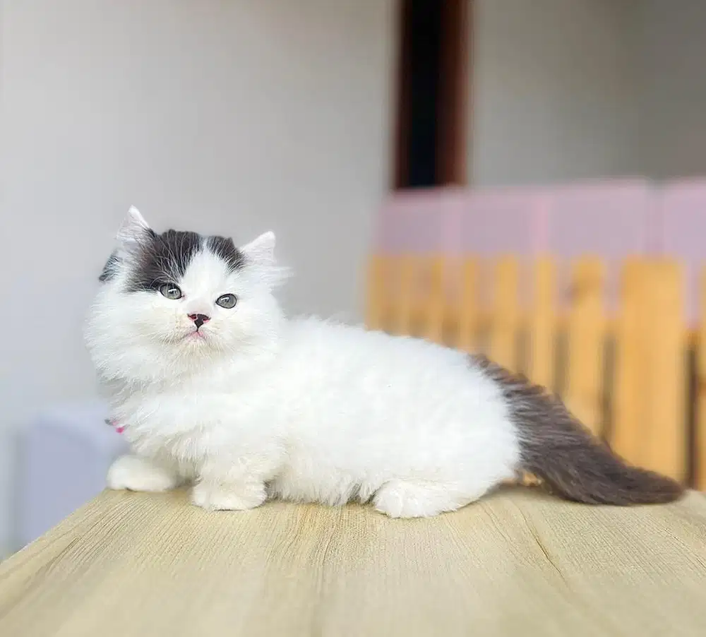 Kucing kitten munchkin lucu