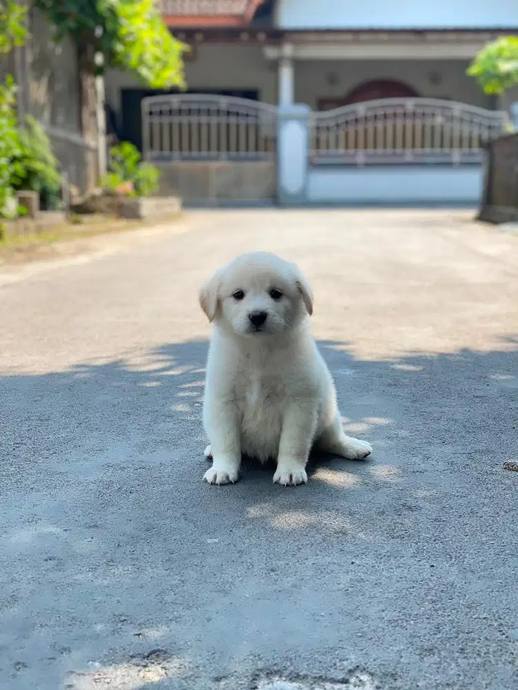 Puppy golden mix