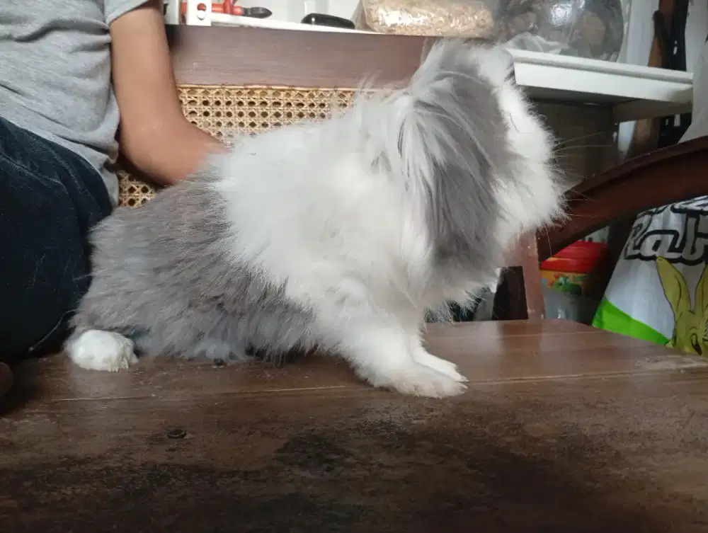 Kelinci hias fuzzylop betina