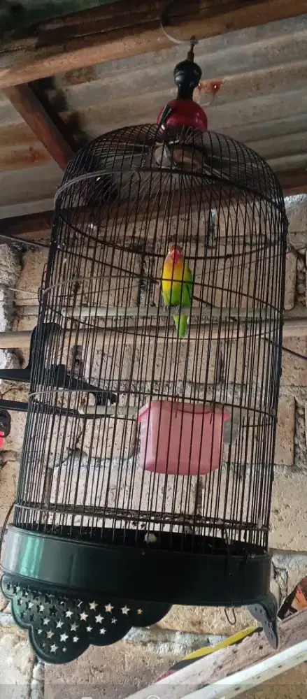 Dijual burung lovebird kondisi sehat udah ngoceh burung dan kandang