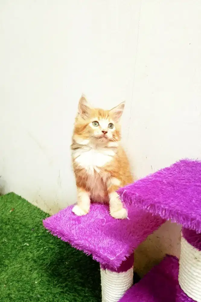 Kitten maineCoon Betina Pure No mix.