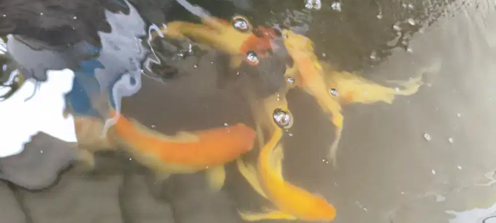 Koi lokal 30-40cm