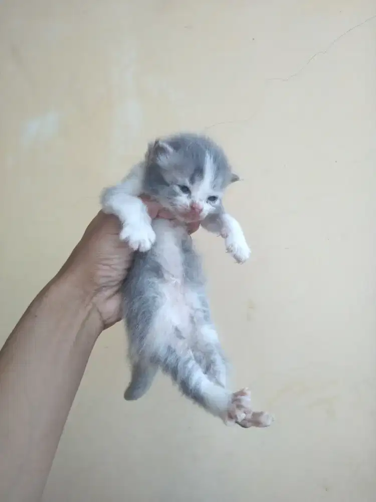 Persia medium betina 3 Minggu w