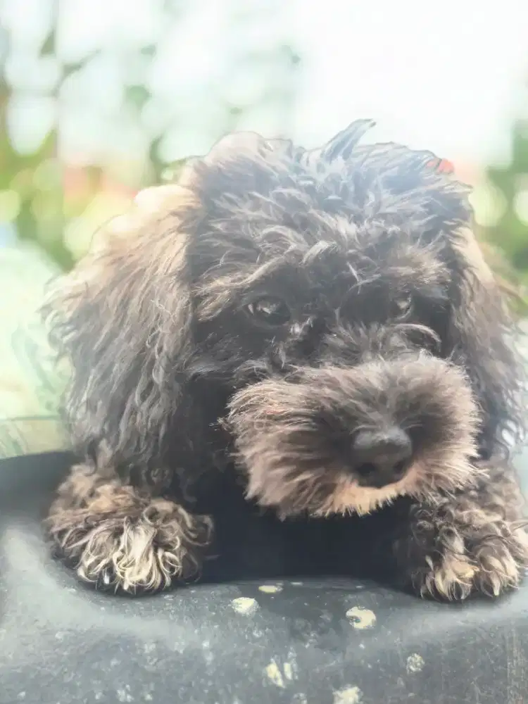 Anak Anjing lucu