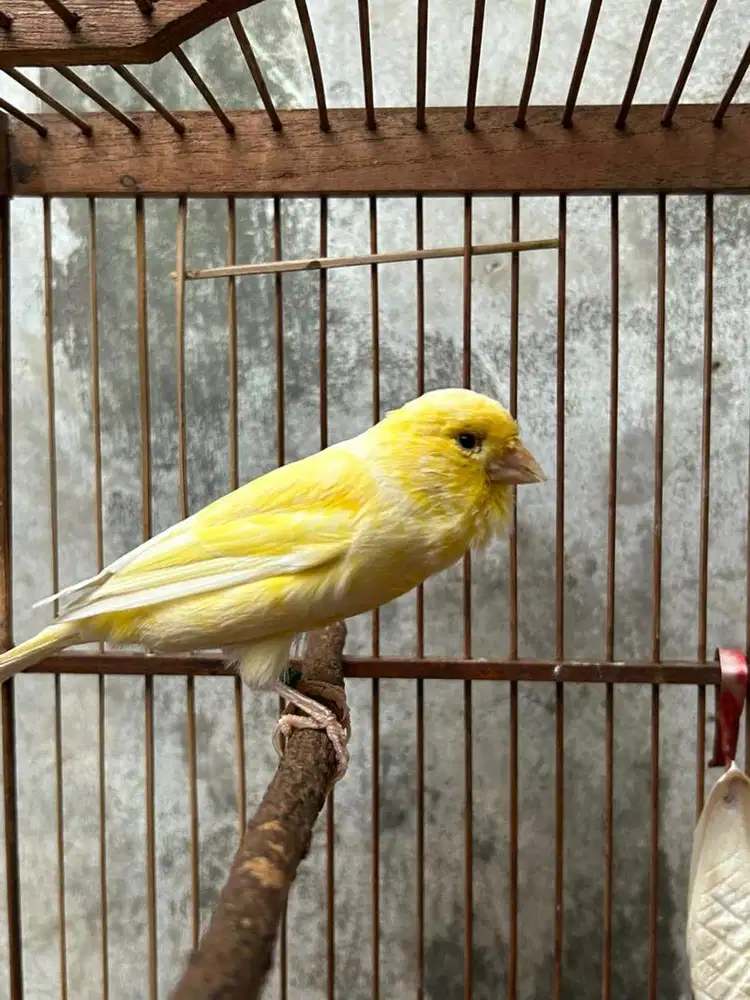 KENARI HYBRID JANTAN