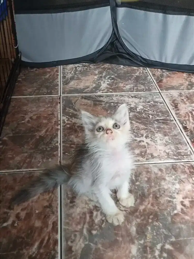 Kucing Persia/anggora