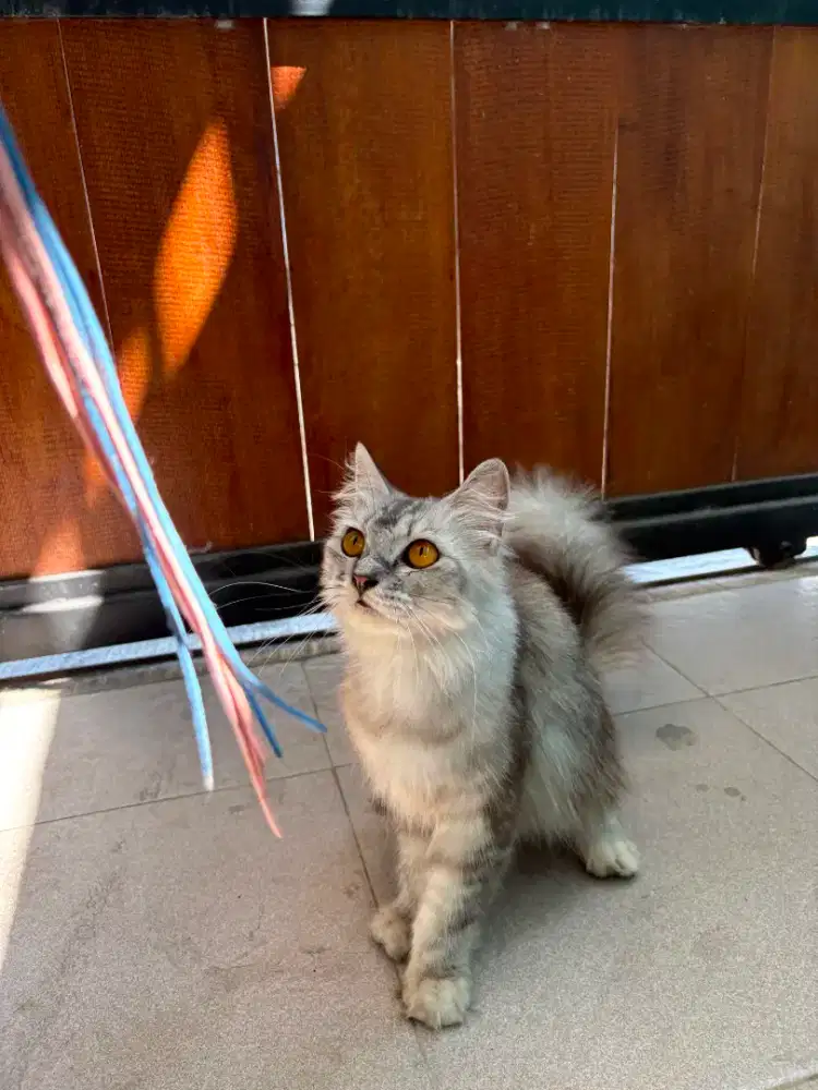 Kucing Ras Scottish Straight