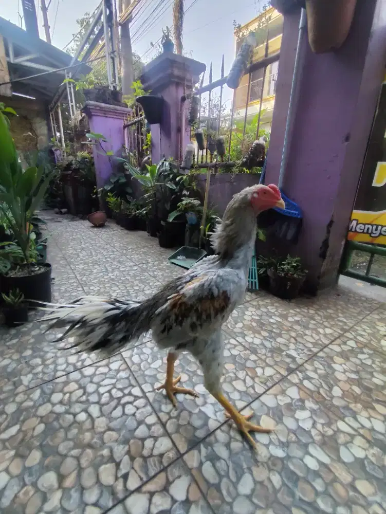 Ayam Bangkok klasik semi lidi