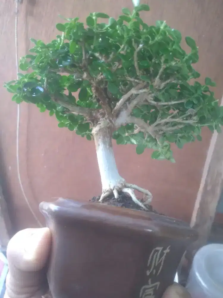 Sancang bonsai mame pot keramik
