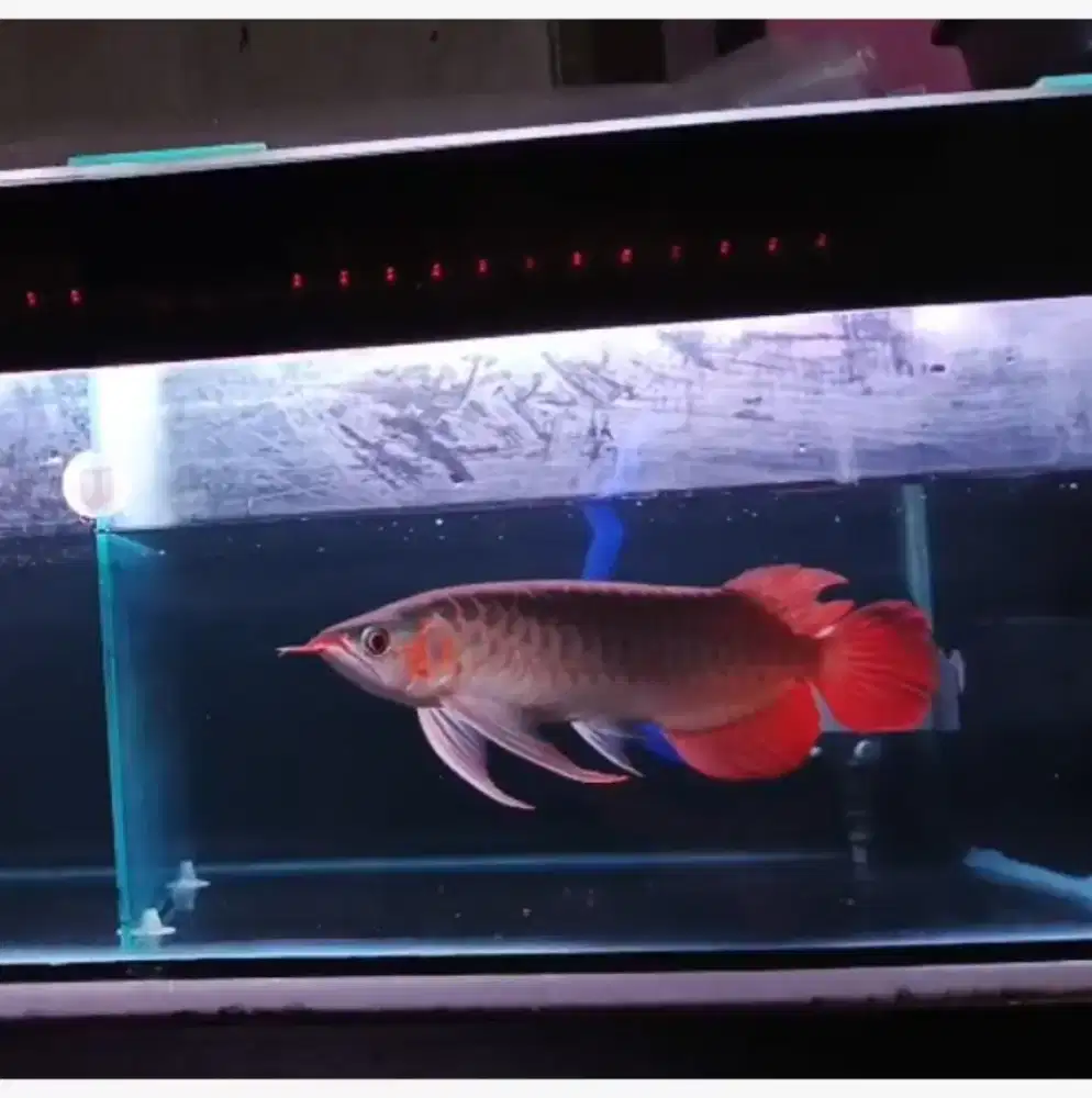 Arwana Super Red 40cm
