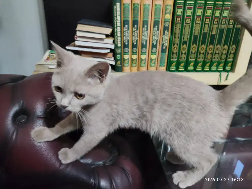 Jual kucing bsh