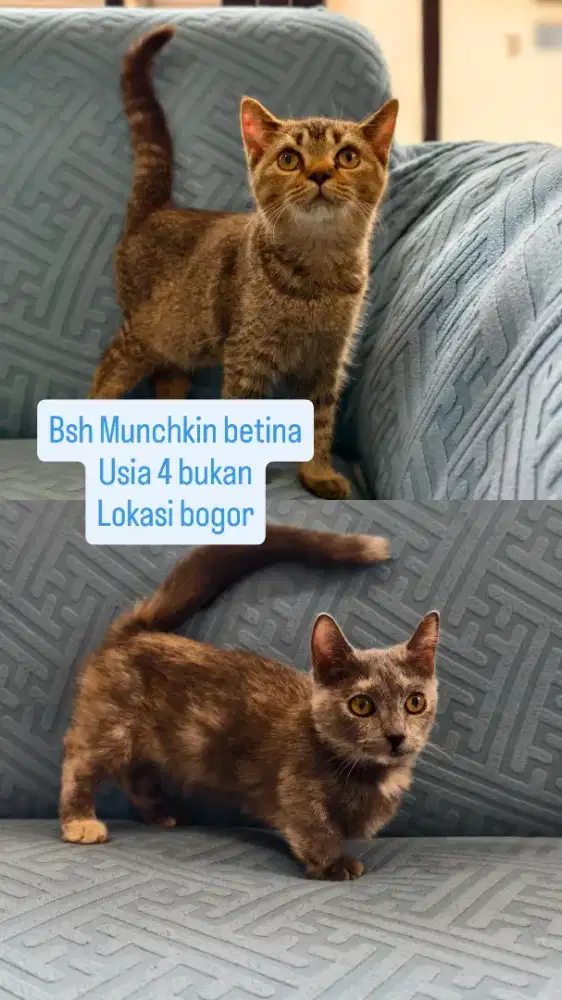 2 kucing bsh Munchkin cebol  betina borongan