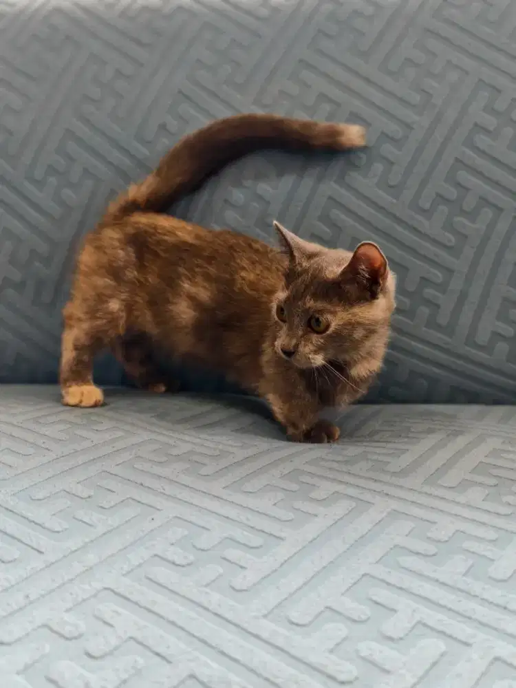 Kucing bsh Munchkin cebol  betina cantik