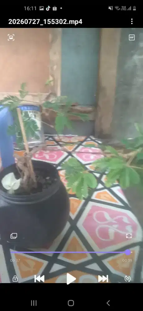 Bonsai mame putri malu sdh pernah berbunga,