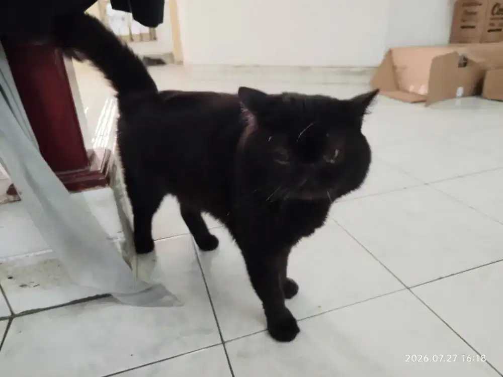 Kucing exotic shorthair jantan