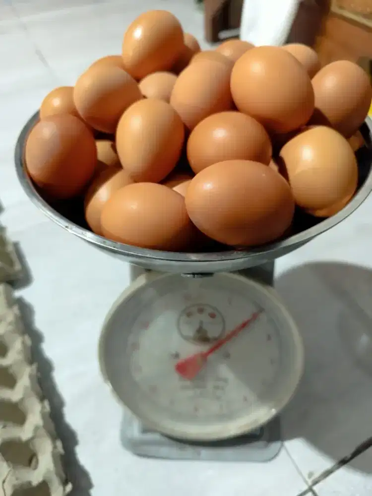 Telur Ayam Murah 1Kg = Rp. 23k