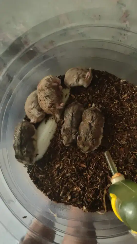 Hamster campbell umur 7minggu