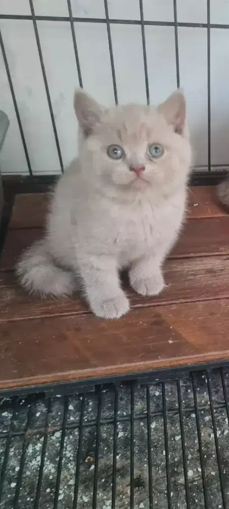 Britis Shorthair (2, 5 bulan) baby