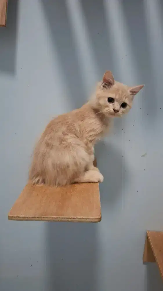 PERSIA KITTEN JANTAN CREAM