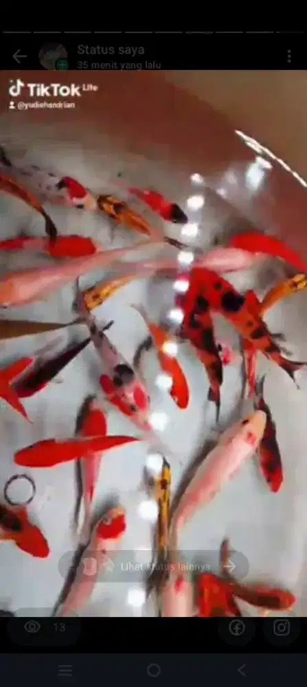 Ikan koi mix ukuran