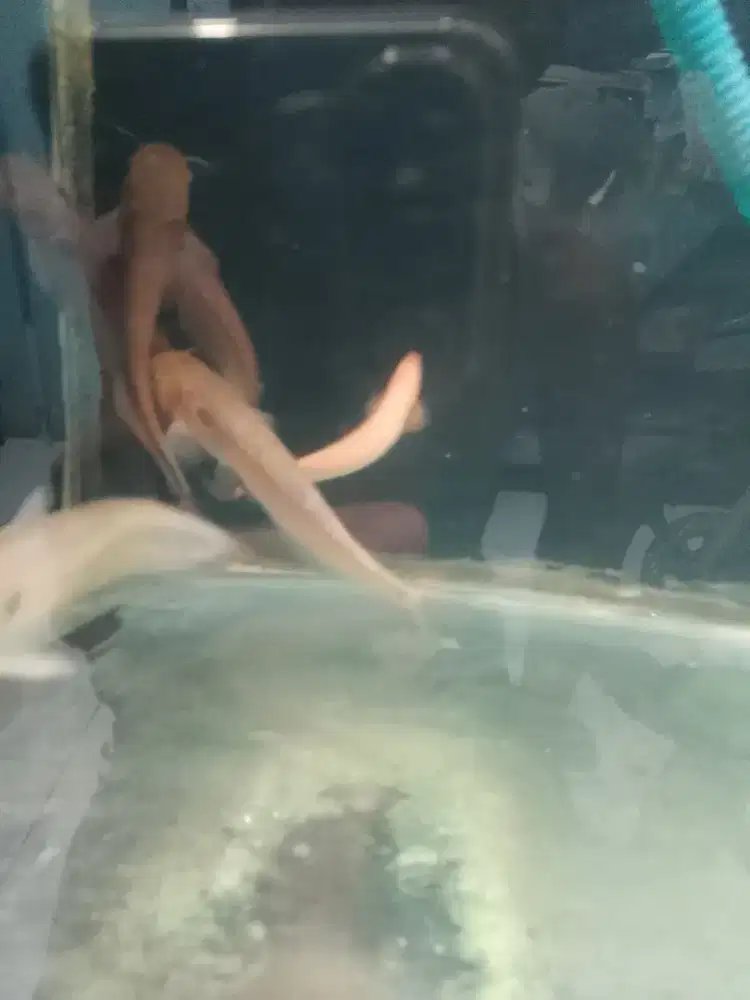 Ikan tapah indonesia