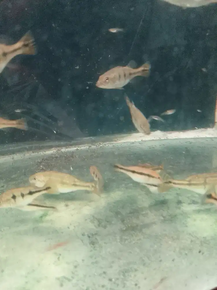 Ikan p bass indonesia