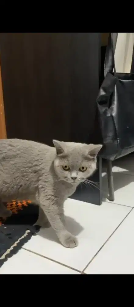KUCING BSH BRITISH SHORTHAIR BETINA BLUE SOLID