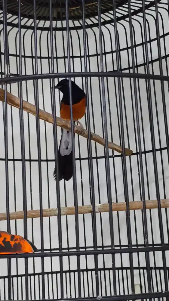 Jual burung murai baru pulser